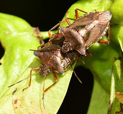 Forest Shieldbug, Pentatoma rufipes