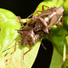 Forest Shieldbug, Pentatoma rufipes