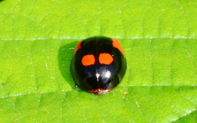 Ladybird. Adalia Bipunctata,variant