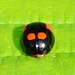Ladybird. Adalia Bipunctata,variant