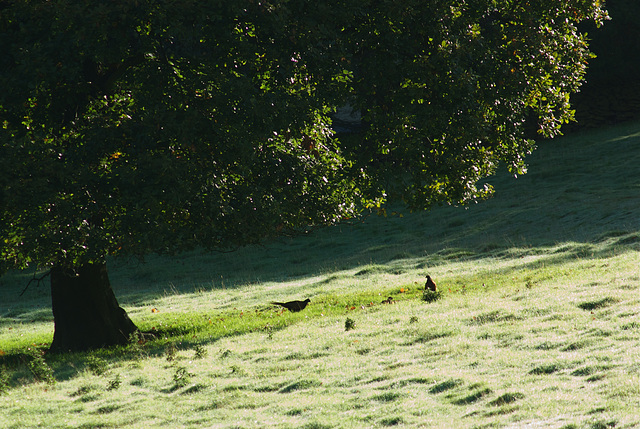 Pheasant Breakfast meeting