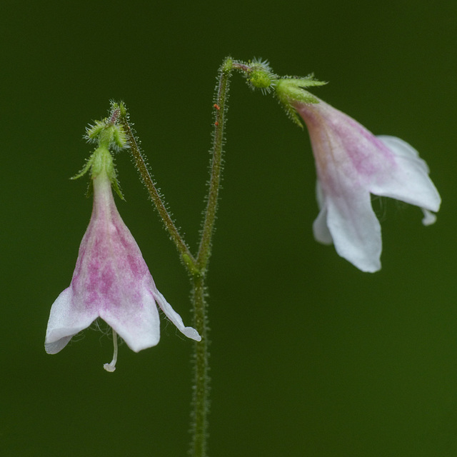 Twinflower / Linnaea borealis