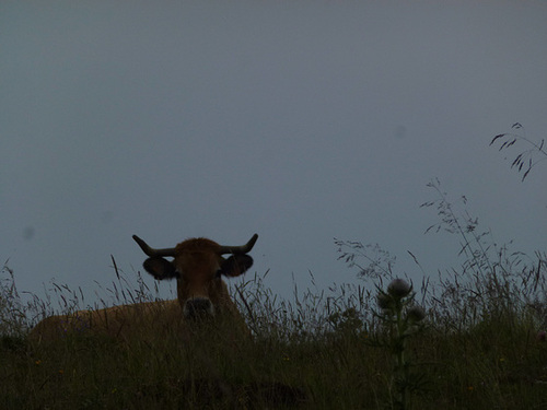 20140723 -27 Nasbinals Aubrac VTT Marche (19) al