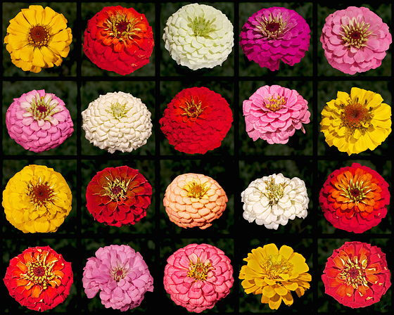 Matrix of 20 Zinnia elegans