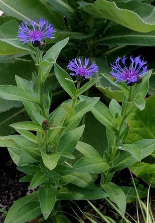 Centaurea montana