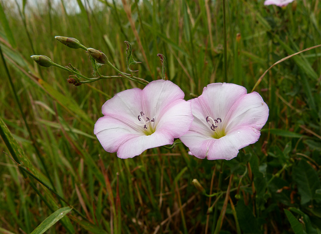 Ackerwinde