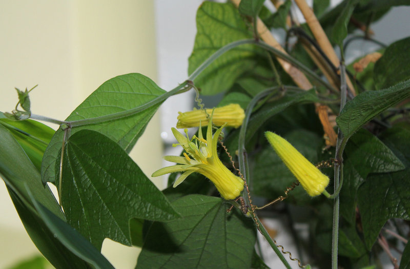 Passiflora citrina