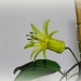 Passiflora citrina (2)