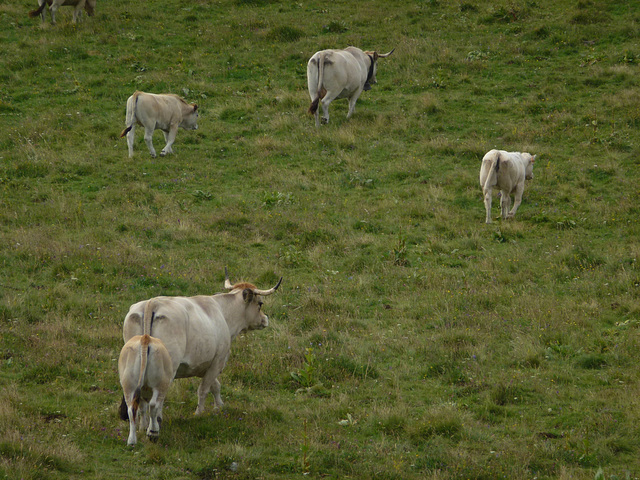 20140723 -27 Nasbinals Aubrac VTT Marche (103) al