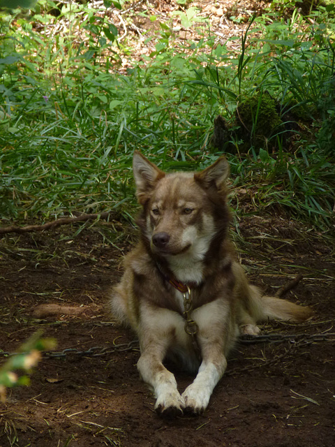 20140723 -27 Nasbinals Aubrac VTT Marche (131) al