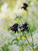 aquilegia di montagna