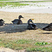 Duck gathering