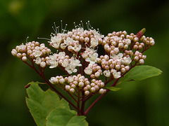 White Spiraea, aka Birchleaf Spiraea / Spiraea betulifolia var. lucida