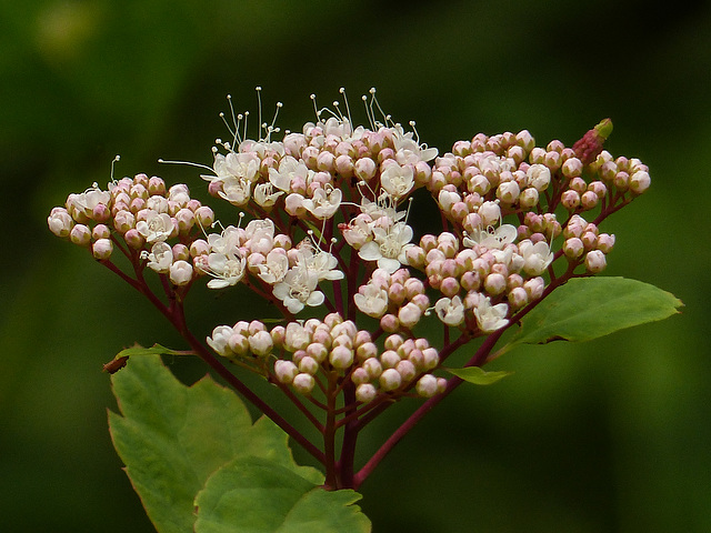 White Spiraea, aka Birchleaf Spiraea / Spiraea betulifolia var. lucida