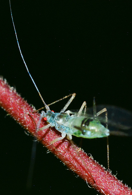 Aphid