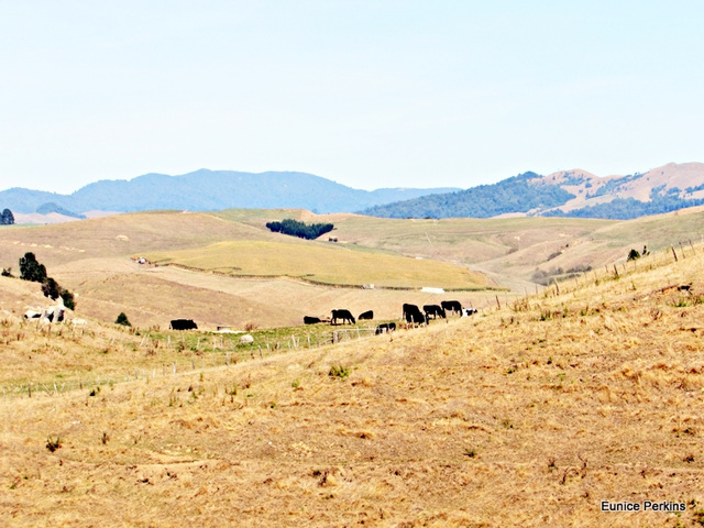 Drought near Ngaroma