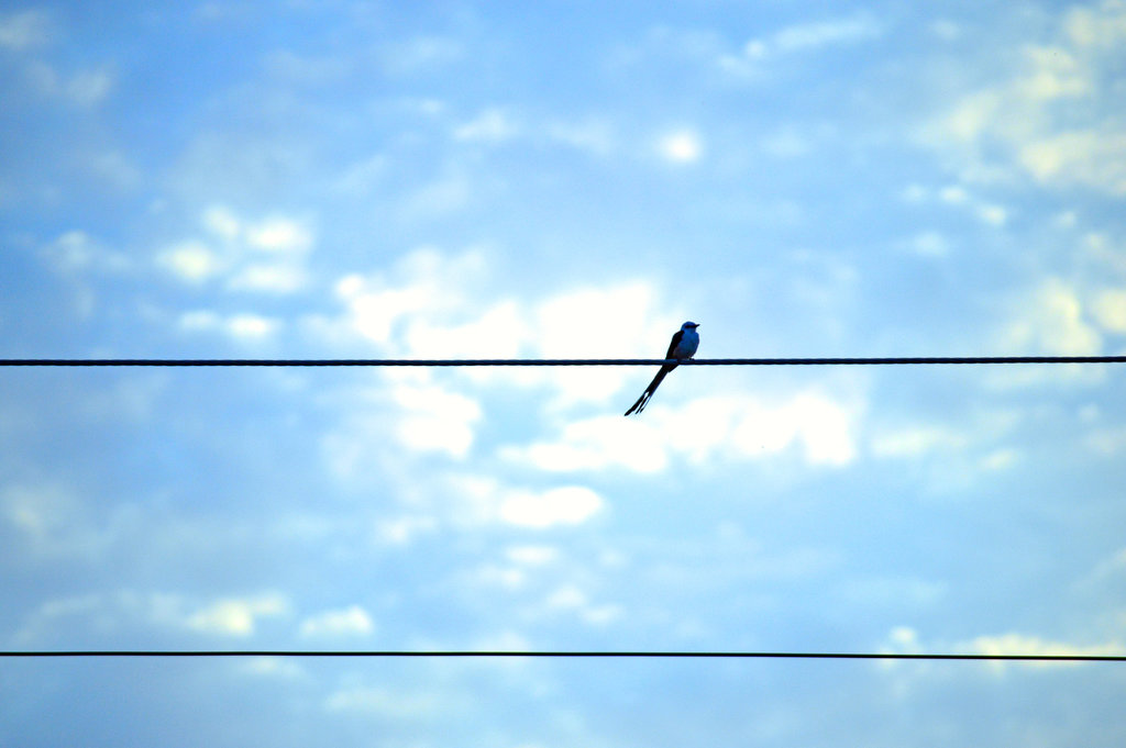 And Your Bird Can Sing