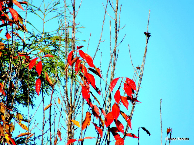 Red Leaves in the Breeze.