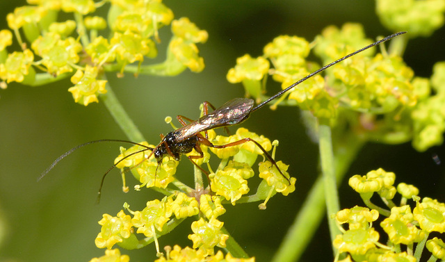 Ichneumon Wasp.