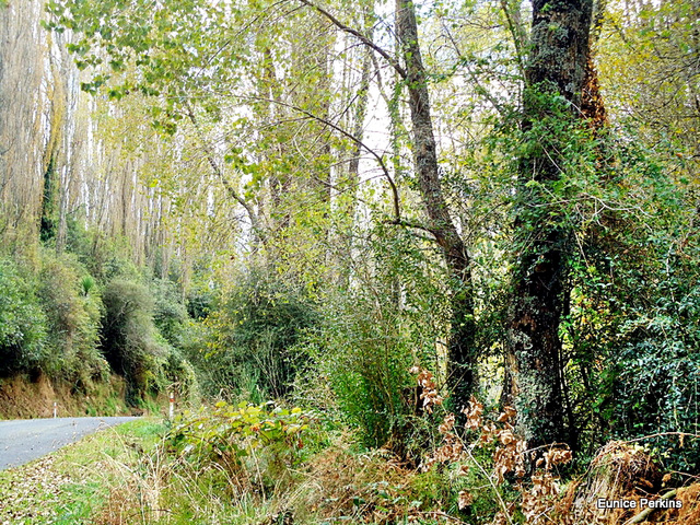 Roadside Trees