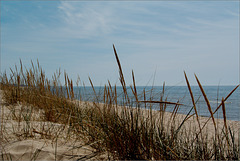 Grasses on the Beach