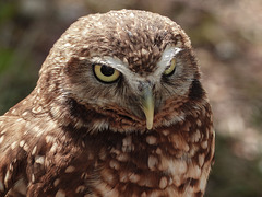 Burrowing Owl