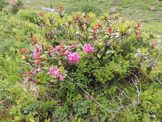 Bergwiese Turracher Höhe