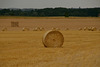 Harvest time near Cranborne, Dorset