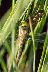 Southern Hawker 2