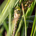 Southern Hawker 2
