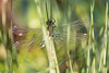 Southern Hawker 3