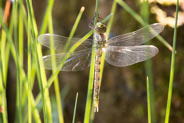 Southern Hawker 4