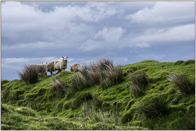 Dis photographie moi un mouton !