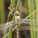 Southern Hawker 6