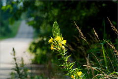 Evening Primrose