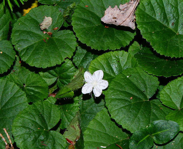 dalibarde rampante/false violet