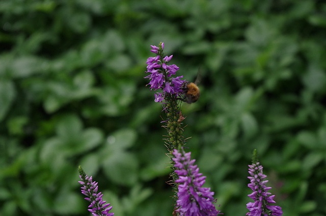 Mon petit jardin