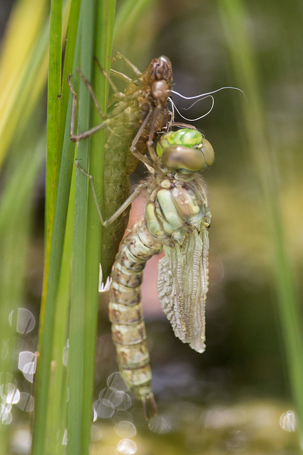 Southern Hawker 8