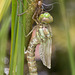 Southern Hawker 8