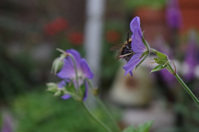 Mon petit jardin