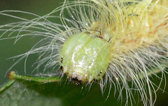 Caterpillar