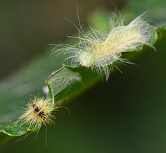 Caterpillar