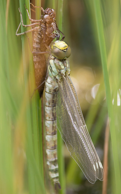 Southern Hawker 9