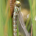 Southern Hawker 9