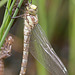 Southern Hawker 11