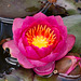 Water Lily 'James Brydon'
