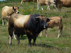 20140723 -27 Nasbinals Aubrac VTT Marche (194) al
