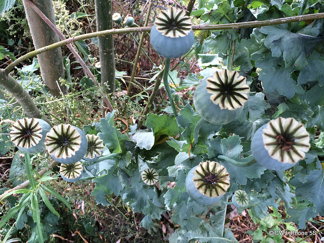 Poppy Seed Heads