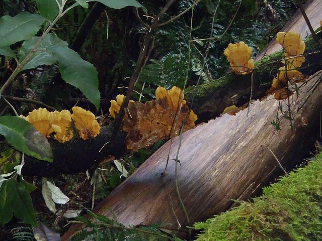pretty fungi