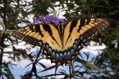 Female Eastern Tiger Swallowtail